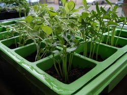 window sill propagator